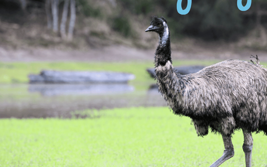 Describe and compare the structure of animals