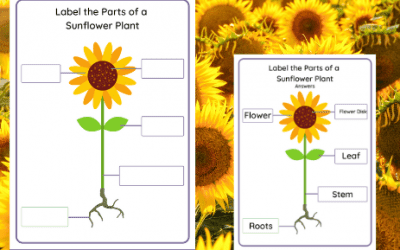 Diagram of a Sunflower