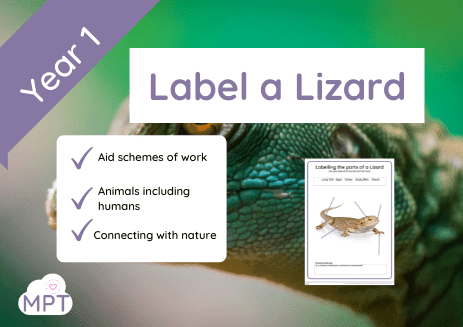 Label a Lizard