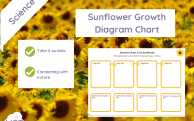 Sunflower Growth Diagram Chart