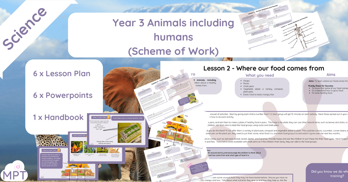 Animals including Humans (Year 3) Animals including Humans (Year 3)