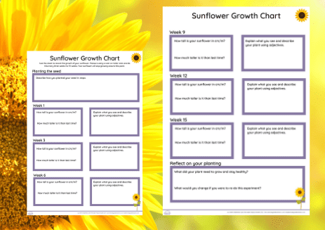 sunflower day growth chart