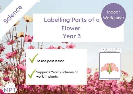 Plant Labelling Sheet Year 3
