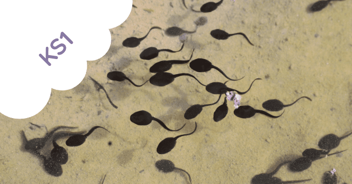 Food Chains – Outdoors