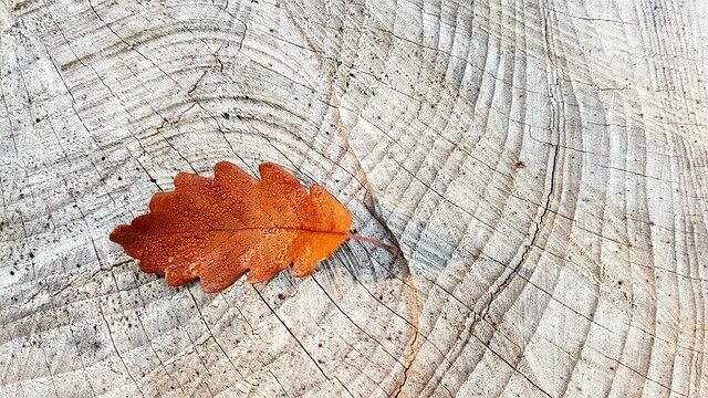 autumn-2815427_640