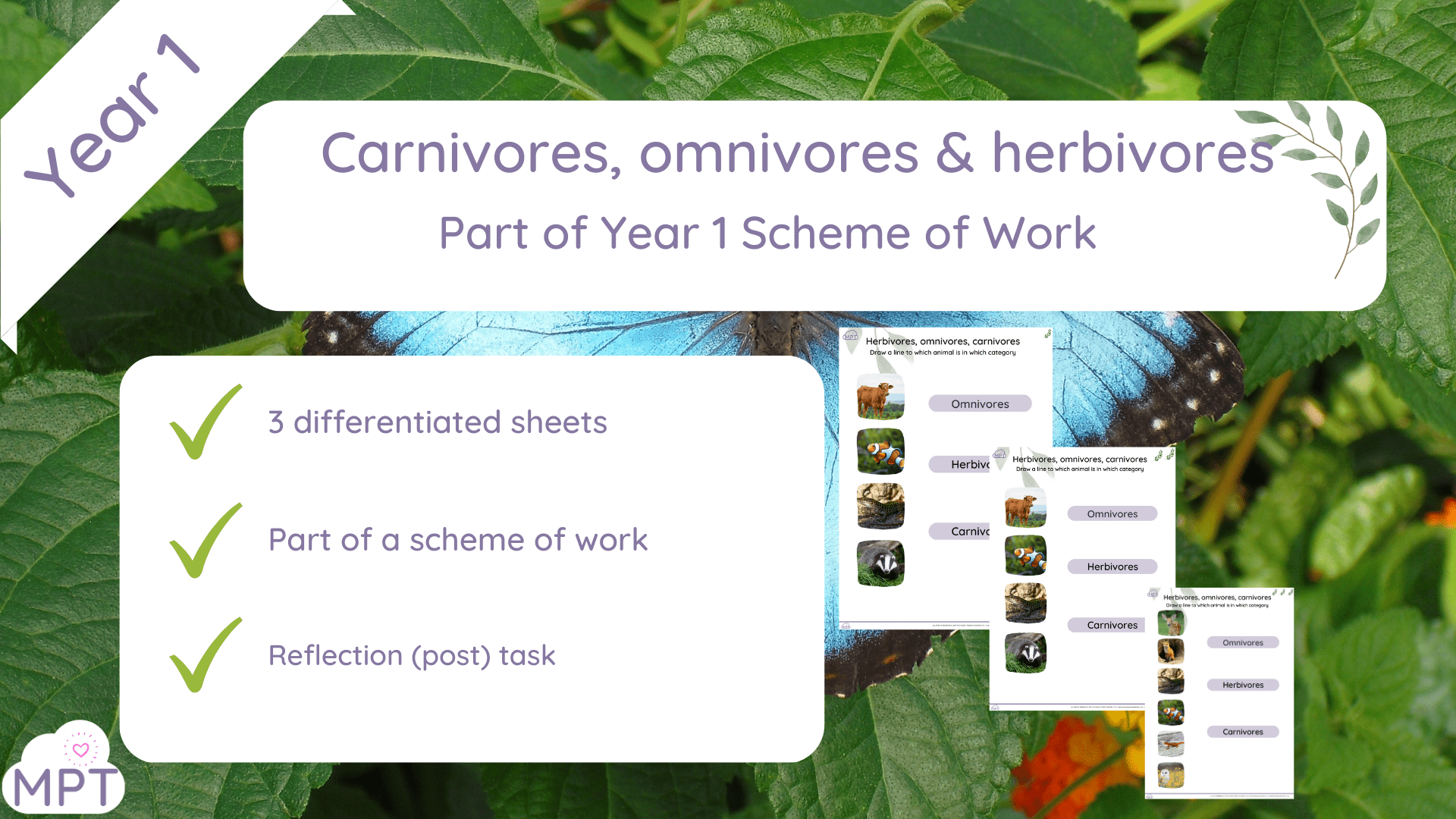 Herbivores Omnivores and Carnivores