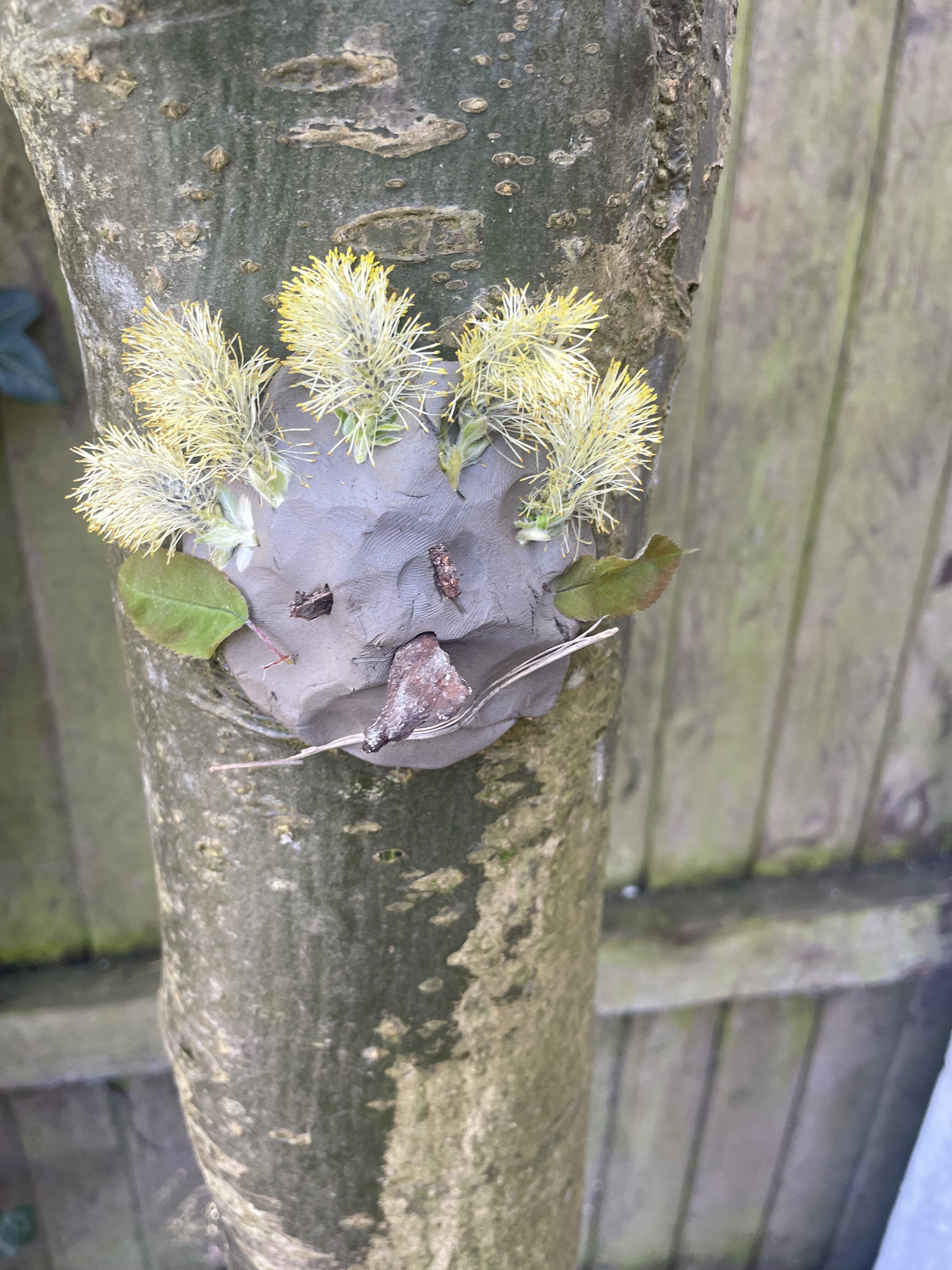 tree faces
