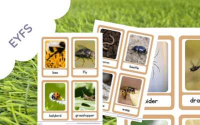 Early Years Bug Flash Card