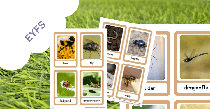 Early Years Bug Flash Card