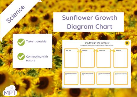 Outdoor Learning (7) Sunflower Growth Diagram Chart