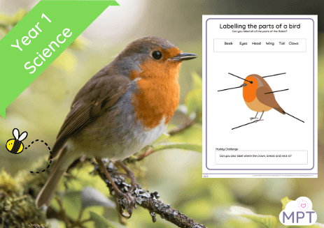 Podcast Website Image Use ONLY (2) Labeling birds