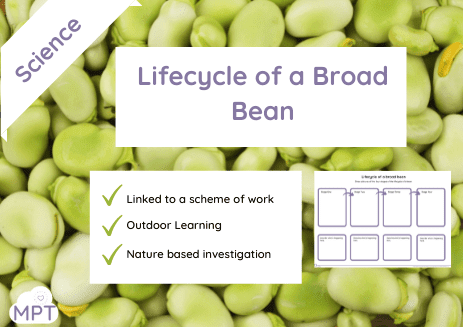 lifecycle of a broad bean