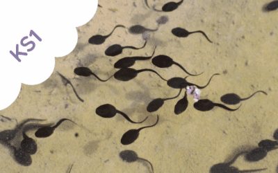 Food Chains – Outdoors