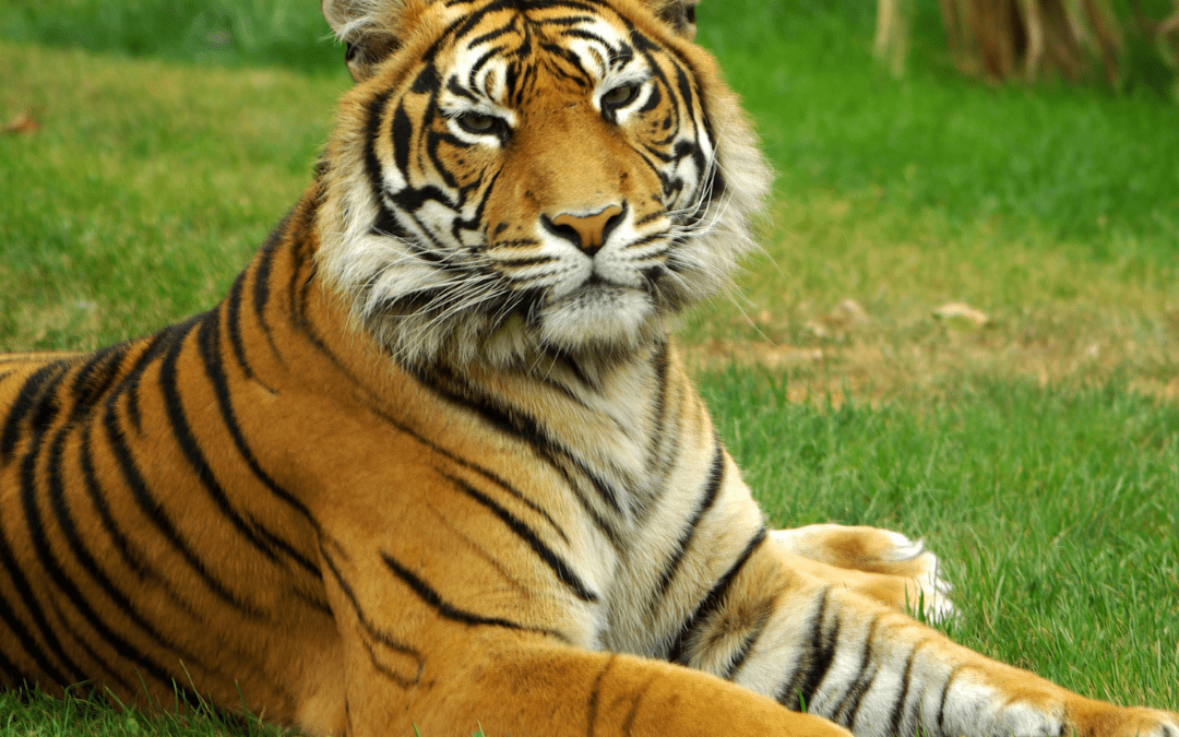 world tiger day eyfs